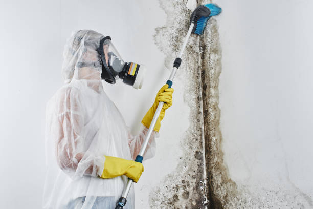 Best Certified Mold Removal  in Oneida, TN