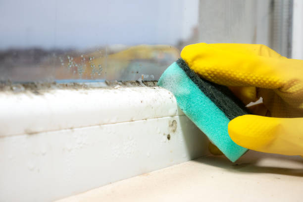 Best Professional Mold Removal  in Oneida, TN