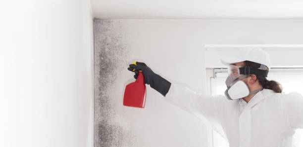 Best Residential Mold Removal  in Oneida, TN