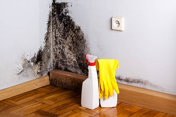 Best Home Mold Removal  in Oneida, TN