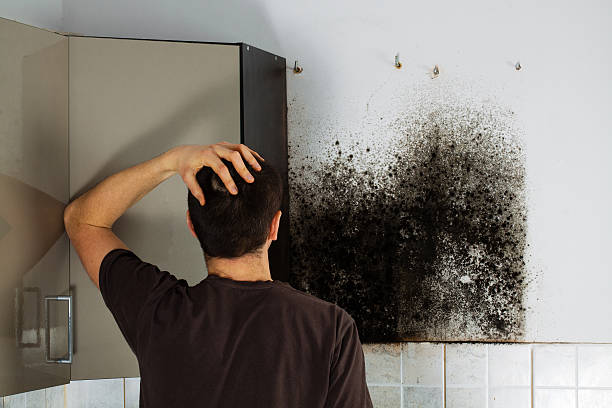 Best Mold Cleaning Services  in Oneida, TN